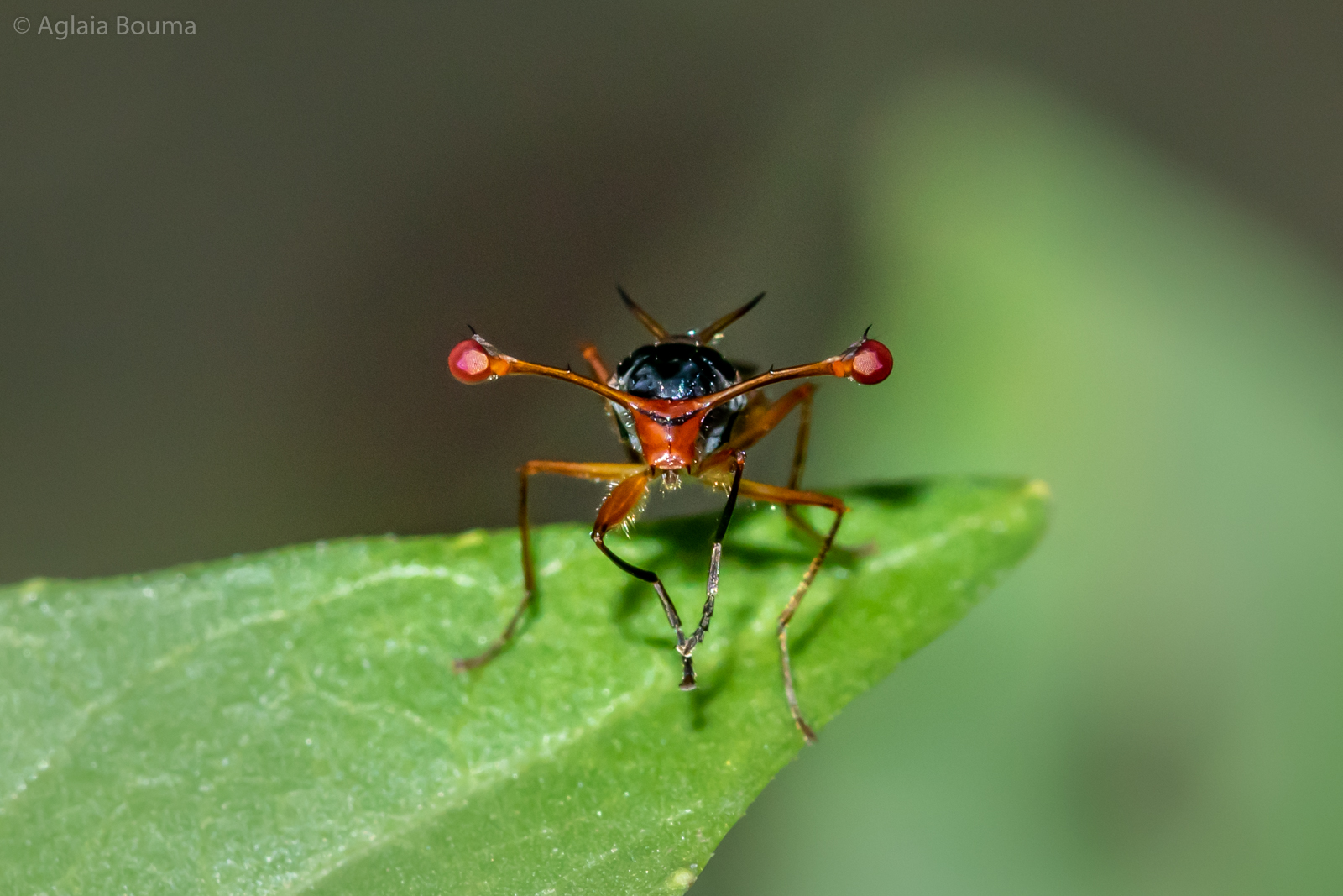 Diopsis apicalis